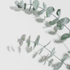 Soft eucalyptus leaves in neutral tones